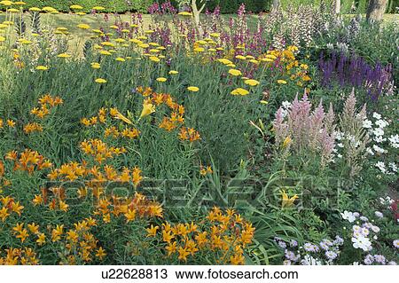 Close up of a section of a perennial border with alstromeria, achillea and spirea. View Large Photo Image Stock Image - Close up of a section of a perennial border with alstromeria, achillea and spirea.. Fotosearch