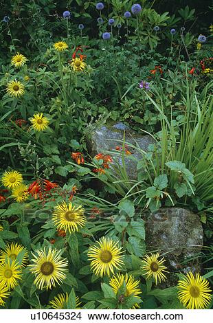 Close up of a section of perennial border with inula, montbretia and globe thistle. View Large Photo Image Picture - Close up of a section of perennial border with inula, montbretia and globe thistle. . Fotosearch