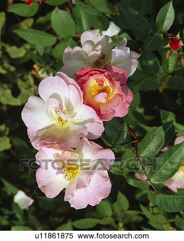 Close up of a semi-doulbe pink rose. View Large Photo Image Stock Photography - Close up of a semi-doulbe pink rose.. Fotosearch