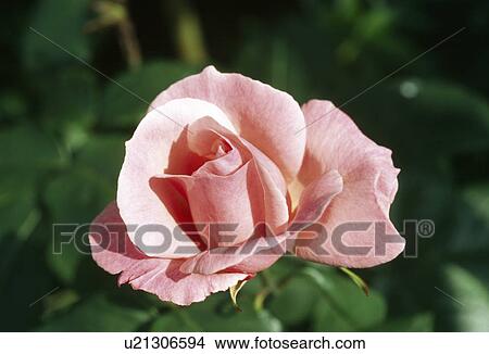 Close up of a single bloom of a pink hybrid tea rose. View Large Photo Image Picture - Close up of a single bloom of a pink hybrid tea rose.. Fotosearch