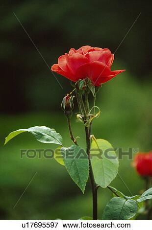 Stock Photo -  Close up of a single bloom of a pinky apricot rose.. Fotosearch