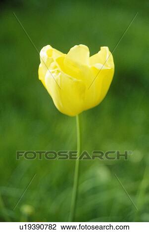 Close up of a single bloom of a fragile yellow tulip. View Large Photo Image Stock Image - Close up of a single bloom of a fragile yellow tulip.. Fotosearch