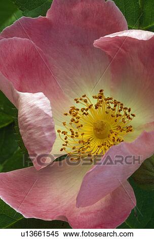 Close up of a single rose-deep pink with prominent yellow stamens. View Large Photo Image Stock Photography - Close up of a single rose-deep pink with prominent yellow stamens.. Fotosearch