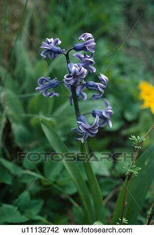 Close up of a single stem of a spanish bluebell. View Large Photo Image Stock Image - Close up of a single stem of a spanish bluebell.. Fotosearch