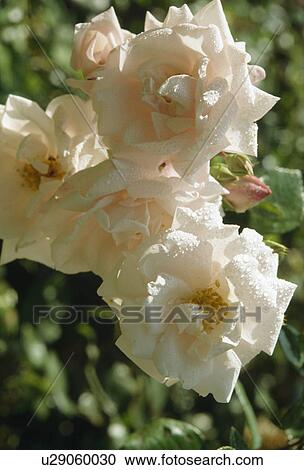 Close up of a spray of creammy pink roses after rain View Large Photo Image Stock Image - Close up of a spray of creammy pink roses after rain. Fotosearch