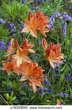 Stock Photography -  Close up of a sprig of an orange azalea underplanted with english bluebells. Fotosearch