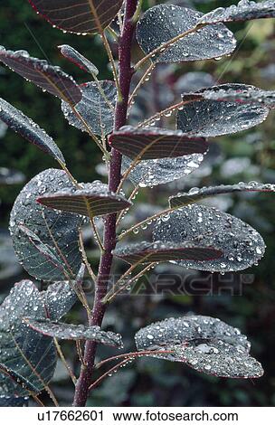 Stock Image -  Close up of a sprrig of smoke bush with raindrops&#10;. Fotosearch