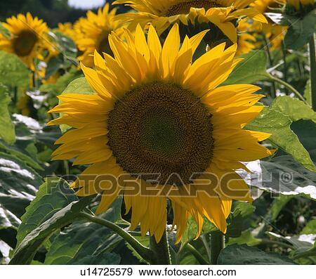 Close up of a sunflower. View Large Photo Image Stock Photo - Close up of a sunflower.. Fotosearch