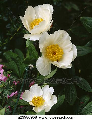 Close -up of a white single peony View Large Photo Image Stock Photo - Close -up of a white single peony . Fotosearch