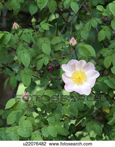 Close up of a wild rose. View Large Photo Image Stock Image - Close up of a wild rose.. Fotosearch