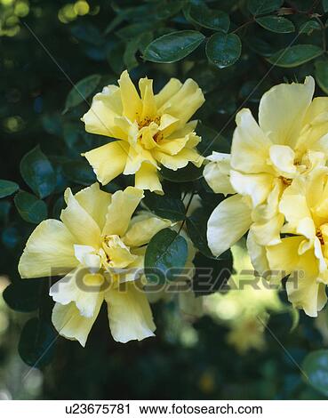 Close up of a yellow rose. View Large Photo Image Stock Image - Close up of a yellow rose.. Fotosearch