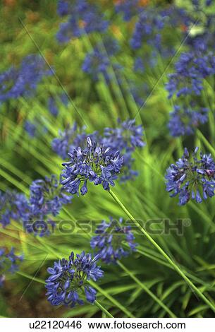 Stock Photograph - Close up of agapanthus.. Fotosearch
