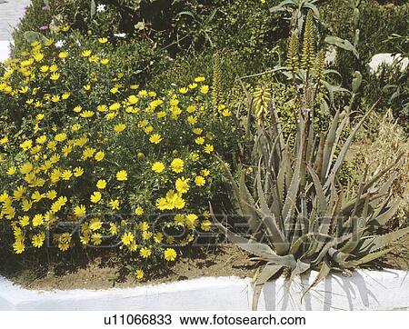 Close-up of agave and yellow daisies in Mediterranean garden border View Large Photo Image Stock Image - Close-up of agave and yellow daisies in Mediterranean garden border. Fotosearch