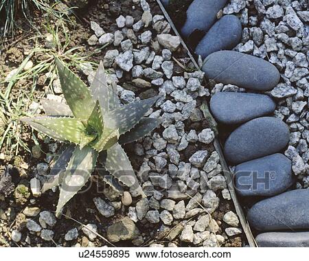 Stock Photography - Close-up of Agave in gravel with row of large smooth pebbles. Fotosearch