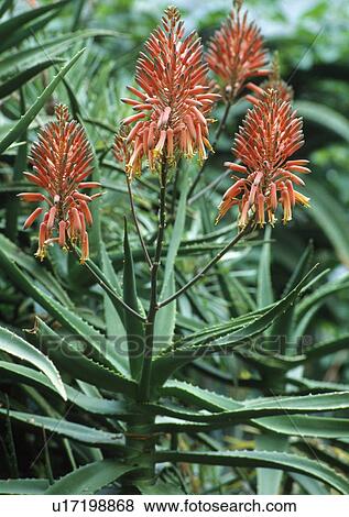 Close-up of aloe 'Arborescens' with orange flowers View Large Photo Image Stock Photo - Close-up of aloe 'Arborescens' with orange flowers. Fotosearch