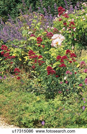 Stock Photograph -  Close up of an early summer perennial border with valarian and catmint. Fotosearch