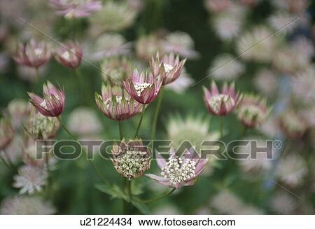 Close up of astrantia View Large Photo Image Picture - Close up of astrantia . Fotosearch
