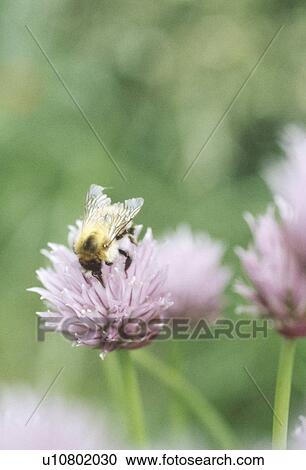 Stock Image - Close-up of bee on pink chive flower. Fotosearch