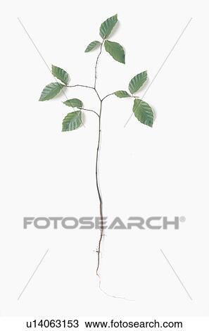 Close-up of beech seedling View Large Photo Image Stock Image - Close-up of beech seedling. Fotosearch