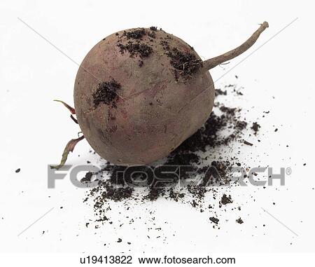 Close-up of beetroot View Large Photo Image Stock Image - Close-up of beetroot. Fotosearch