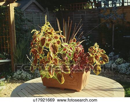Close-up of Begonia 'Rex' in terracotta planter on wooden table View Large Photo Image Stock Photo - Close-up of Begonia 'Rex' in terracotta planter on wooden table. Fotosearch