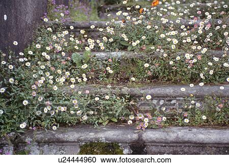 Close-up of bellis growing on stone steps View Large Photo Image Stock Image - Close-up of bellis growing on stone steps. Fotosearch
