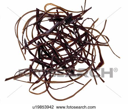 Close-up of black Japanese dried "Arame" seaweed View Large Photo Image Stock Image - Close-up of black Japanese dried "Arame" seaweed. Fotosearch