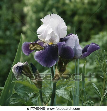 Close- up of blooms Iris 'Snow Mound' View Large Photo Image Stock Photo - Close- up of blooms Iris 'Snow Mound'. Fotosearch