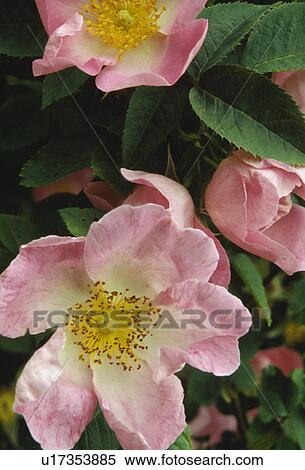 Close up of blooms of a single rose in clear pink View Large Photo Image Stock Photography - Close up of blooms of a single rose in clear pink . Fotosearch