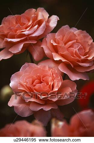 Close up of blooms of an apricot rose. View Large Photo Image Stock Photography - Close up of blooms of an apricot rose. . Fotosearch
