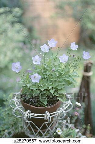 Stock Photo - Close-up of blue campanula in small wirework basket. Fotosearch