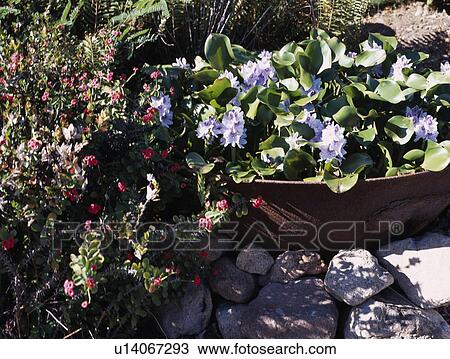 Stock Image - Close-up of blue flowering summer plants in small container. Fotosearch