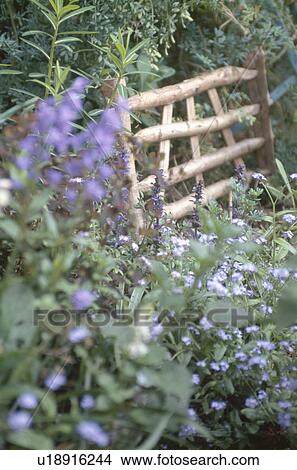Close up of blue forget-me-nots in front of miniature fence View Large Photo Image Picture - Close up of blue forget-me-nots in front of miniature fence. Fotosearch