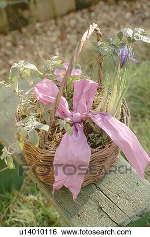 Close up of blue iris reticulata in basket tied with pink ribbon View Large Photo Image Stock Photograph - Close up of blue iris reticulata in basket tied with pink ribbon. Fotosearch