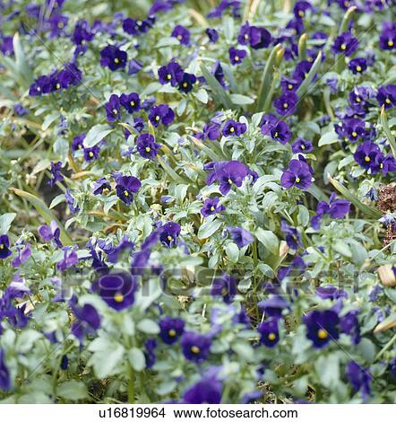 Close-up of blue violas View Large Photo Image Picture - Close-up of blue violas. Fotosearch
