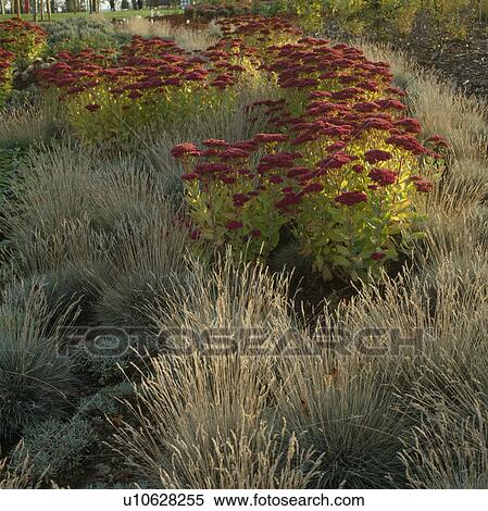 Close up of border with prairie style planting in autumn with sedum and grasses. View Large Photo Image Stock Photography - Close up of border with prairie style planting in autumn with sedum and grasses. . Fotosearch