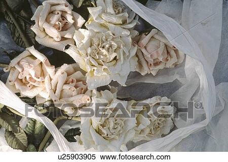 Close-up of bouquet of cream paper roses View Large Photo Image Stock Photography - Close-up of bouquet of cream paper roses. Fotosearch