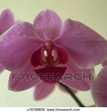 Close-up of bright pink orchid flower View Large Photo Image Stock Photo - Close-up of bright pink orchid flower. Fotosearch