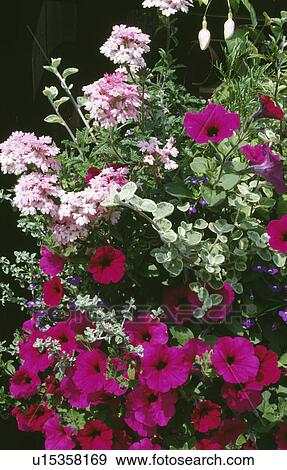 Stock Photo - Close-up of bright pink Petunias and pale pink Verbenas in hanging basket. Fotosearch