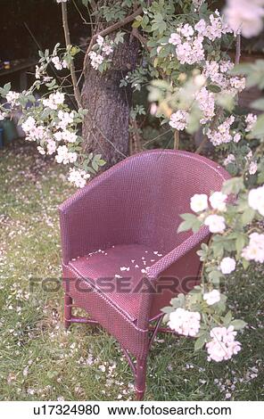 Stock Image - Close up of brown Lloyd Loom chair below white climbing rose. Fotosearch