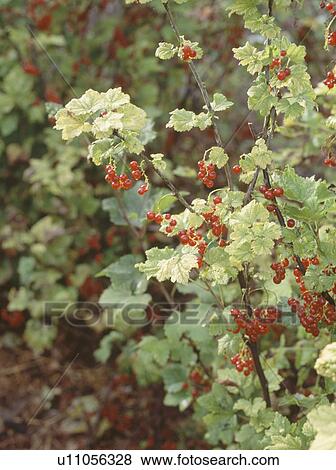 Stock Photo - Close-up of bush of red currants. Fotosearch