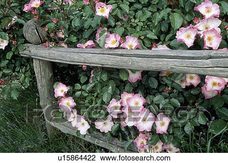 Stock Image - Close up of bush of single pink roses on a rustic fence.. Fotosearch