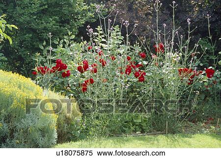 Close up of bushes of a red rose with verbena and santolina. View Large Photo Image Stock Photography - Close up of bushes of a red rose with verbena and santolina.. Fotosearch