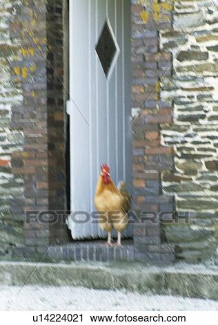 Close-up of chicken on cottage door-step View Large Photo Image Stock Image - Close-up of chicken on cottage door-step. Fotosearch