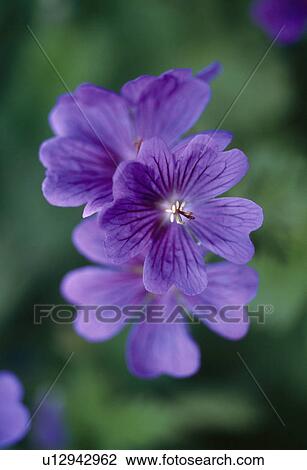 Close up of clear blue hardey geranium. View Large Photo Image Stock Image -  Close up of clear blue hardey geranium.. Fotosearch