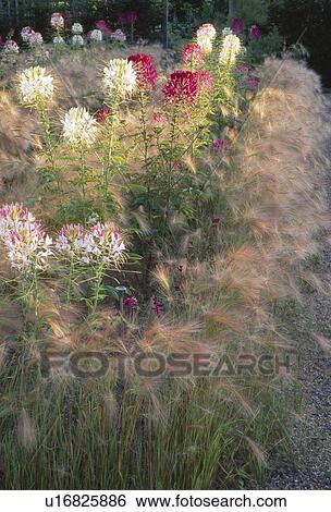 Stock Photograph - Close-up of cleome with stipa in summer border. Fotosearch