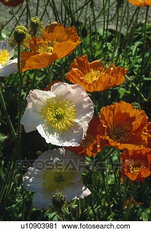 Close-up of clump of white and orange Iceland poppies View Large Photo Image Stock Image - Close-up of clump of white and orange Iceland poppies . Fotosearch
