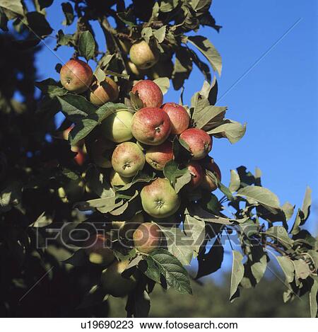 Close-up of Cox's Orange Pippin apples on tree View Large Photo Image Stock Image - Close-up of Cox's Orange Pippin apples on tree. Fotosearch