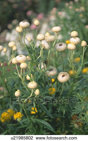Close-up of cream everlasting flowers View Large Photo Image Stock Image - Close-up of cream everlasting flowers. Fotosearch