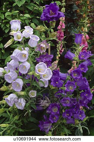 Close-up of dark and pale blue Canterbury bells with foxgloves. View Large Photo Image Picture - Close-up of dark and pale blue Canterbury bells with foxgloves.. Fotosearch